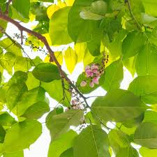Image result for Millettia pinnata