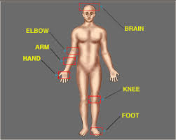Human body woman posterior view. The Idea Of Female Aesthetics Or Writing By Women Have In The Past Generally Been Divided Into French And American Schools Representing Different Theories On The Inherent Differences Of Women From Men