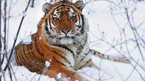 What Is The Real Tiger King? Answer: The Siberian Tiger | Cnn