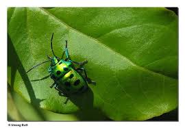 Many of these techniques benefit the overall. Biology Plants Vocab Flashcards Quizlet