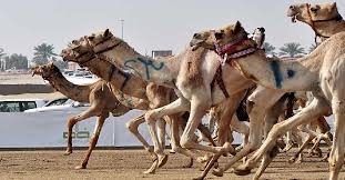 Camel races take place across the uae under the patronage of the ruling sheikhs. Unesco Includes Camel Racing And Uae Irrigation Tradition On Heritage List Arn News Centre Trending News Sports News Business News Dubai News Uae News Gulf News Latest News Arab News Sharjah