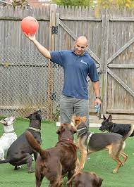 Maybe you would like to learn more about one of these? Doggy Daycare Watertown Massachusetts