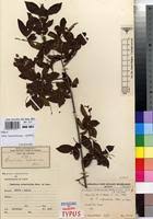 Image result for Meiostemon tetrandrus