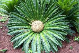 This is the main way we create new sago palms. Sago Palm Female Flower Walter Reeves The Georgia Gardener