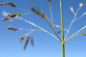Image result for Eragrostis aethiopica