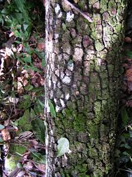 Image result for Symphonia globulifera
