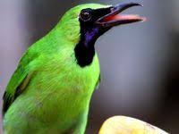 Mengetahui Berbagai Penyebab Burung Cucak Ijo Melet Burung Jalak Burung Elang