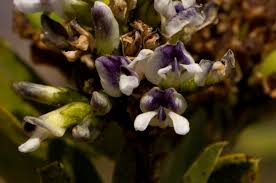 Image result for Otholobium foliosum