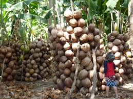 Fully mature coconut trees yield fruit all year, rather than just during one particular season. Coconut Harvest Photo