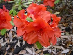 Purple wildflowers blue flowers wild flowers spring flowers flower farm flower beds texas plants bloom where youre planted texas gardening. Pictures Of Flowering Plants That Grow Well In My Houston Garden In October Dengarden
