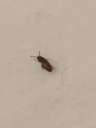 Reddish Brown Tiny Brown Bugs In Kitchen And Bathroom Http Lvluxhome Net Reddish Brown Tiny Brown Bugs In Ki Brown Bugs Kitchens Bathrooms Dark Wood Kitchens