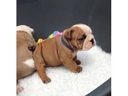 Find the perfect english bulldog puppy for sale in florida, fl at puppyfind.com. English Bulldog Puppies For Adoption Animals Branford Florida Announcement 29613