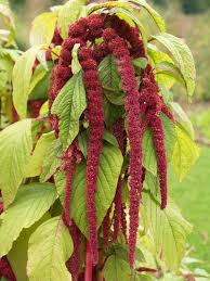 Image result for Amaranthus