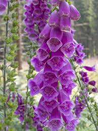 We did not find results for: Digitalis Purpurea True Wild Form Seeds 2 25 From Chiltern Seeds Chiltern Seeds Secure Online Seed Catalogue And Shop