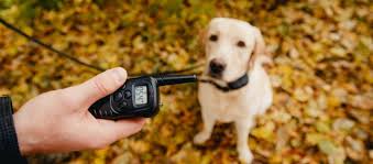 For smaller dogs, dogs with breathing issues, or dogs whose leash manners aren't quite perfected, a harness may be the best option. The Best Dog Training Shock Collars In 2021 Reviews Comparisons