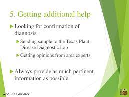 Plant Diagnostics Knowing What You Are Seeing Ppt Download
