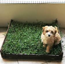 Producing patches of fake grass for dogs to use isn't very environmentally friendly. How To Make A Real Grass Dog Toilet On A Budget The Annoyed Thyroid