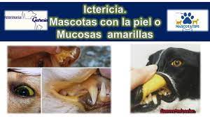 Porque Se Le Pone La Piel O Los Ojos Amarillos A Una Mascota Youtube