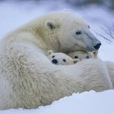 Polar Bears In The Arctic 26 Stunning Photos Of Animals Around The World Polar Bears Are Going Extinct Due To Climate Ch Baby Polar Bears Polar Bear Animals