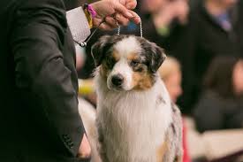 Great savings & free delivery / collection on many items. Facts On The Miniature Australian Shepherd Dog Breed
