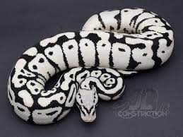 Original Stormtrooper Before The Change Jd Constriction Cute Reptiles Pet Snake Cute Snake