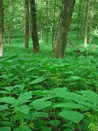 Image result for Laportea ovalifolia