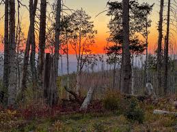wild stew field crew: Restoring the Holt–Apache Trail in the Gila  Wilderness - Wild Arizona