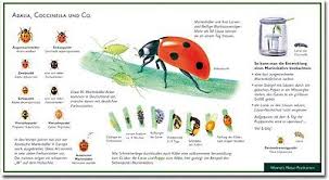 Marienkafer Adalia Coccinella Und Co Wawra Naturpostkarte Zum Entdecken Beobachten Bestimmen 22 Cm X 12 Cm Marienkafer Kindergarten Karten Poster