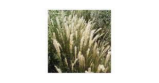 Image result for Aspilia ciliata