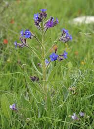 Image result for Anchusa