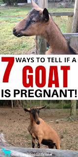 How To Tell If A Goat Is Pregnant 7 Signs The Organic Goat Lady In 2020 Goats Goat Care Goat Kidding