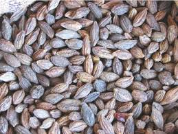 Image result for Terminalia tricristata