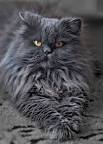 Grey Persian Cat Personality and Characteristics and ...