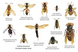 Wasps will sometimes chase off and even kill bees. Killer Hornets What Are Murder Hornets And How Dangerous Are They