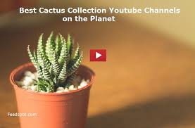15 Cactus Collection Youtube Channels To Follow In 2021