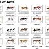 Their size generally ranges between 3.5 and 15 mm long. 1