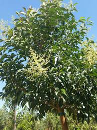 Image result for Ligustrum lucidum