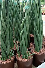 Pin Von Susana Klopfstein Auf Going Green Sukkulenten Pflanzen Garten Pflanzen Coole Pflanzen