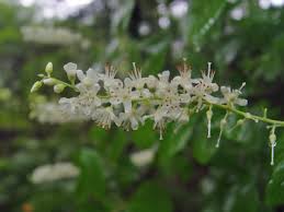 Image result for Mellera lobulata