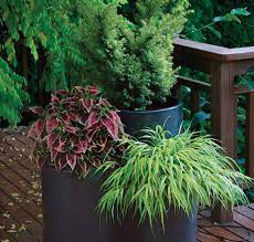 Make sure they have room to grow. Stylish Shady Containers Finegardening