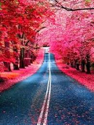 Pink Color Road 240x320 Nature Wallpaper Mobile Wallpapers Download Free Android Ip Amazing Nature Photography Nature Photography Scenery Обои pipes glowing colors для 240x320. pink color road 240x320 nature