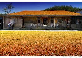 chikeshan 2006 赤科山汪家古厝 taiwan travel travel day lilies