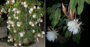 And a spineless cactus she is! Epiphyllum Oxypetalum Queen Of The Night World Of Succulents