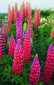Pin By Carol Maloney On Flores Lupine Flowers Flower Garden Plants