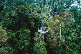 It is one of the main attractions which can be accessed from ayer itam using the historic funicular railway. Top Destinations Africa Activity The Habitat Penang Hill