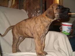 Aug 30, 2021 · also, be sure to check the dog breeder listings in our dog breeder directory, which feature upcoming dog litter announcements and current puppies for sale for that dog breeder. Great Dane Dog Shipping Rates Services