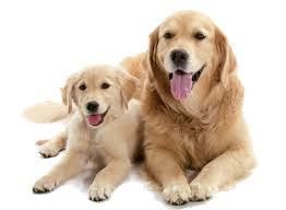 What Does Your Dog Breed Say About You Chelsea Dogs Blog Fear Of Dogs Dogs With Jobs Puppy Dog Eyes