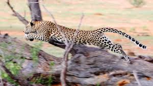 Difference between cheetah and leopard print. Leopard Vs Cheetah Tell The Difference Pics And Video Asilia Africa
