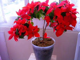 Ama bence kışın ve sonbaharın dinlendirici etkisi var. Sulanmasi Saksida Yetisen Sus Cicekleri