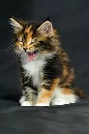 Myths, legends and lore surround the maine coon cat. Are Long Haired Calico Cats Rare Quora